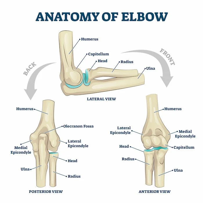 Elbow Anatomy