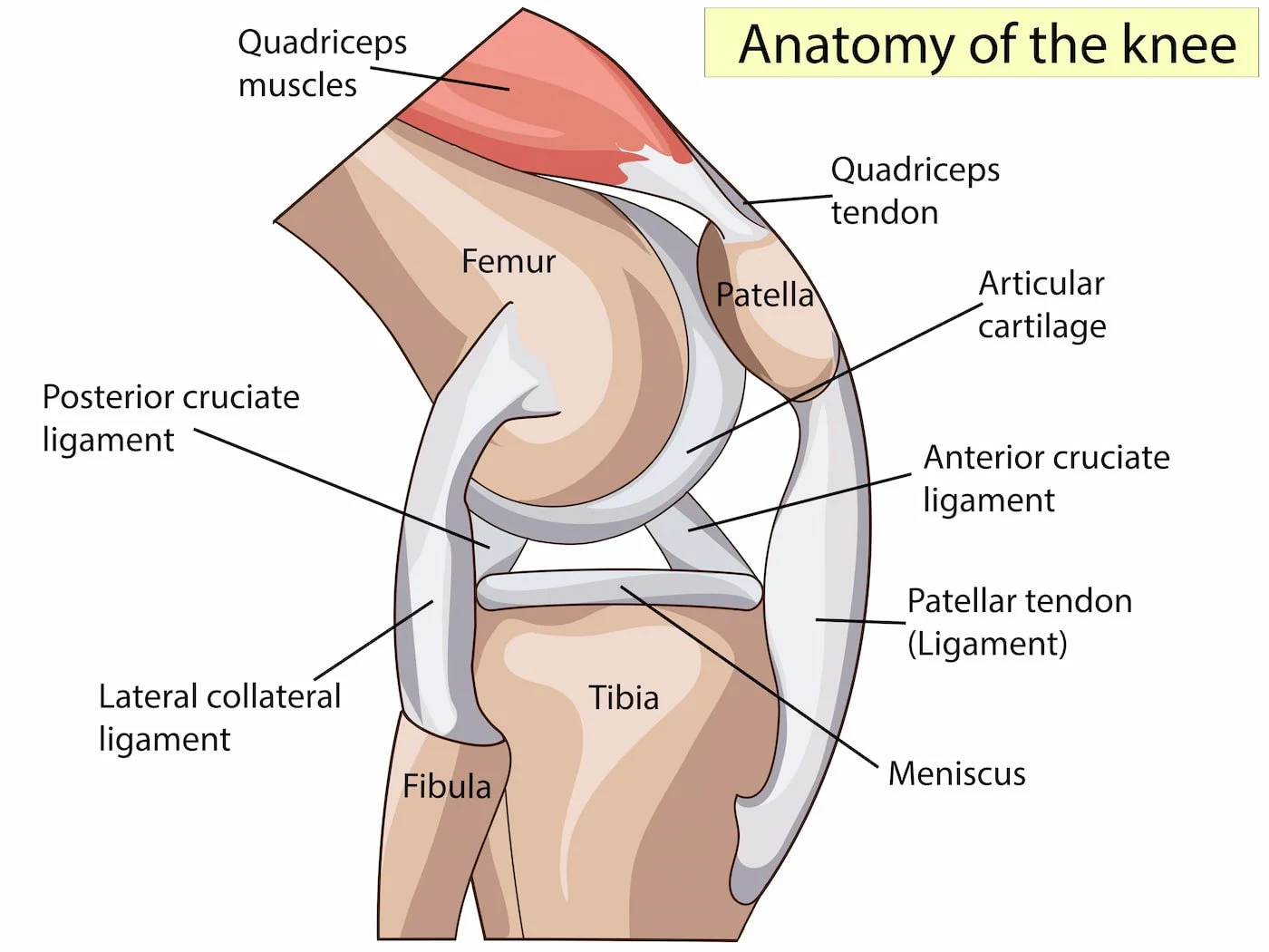 Knee anatomy