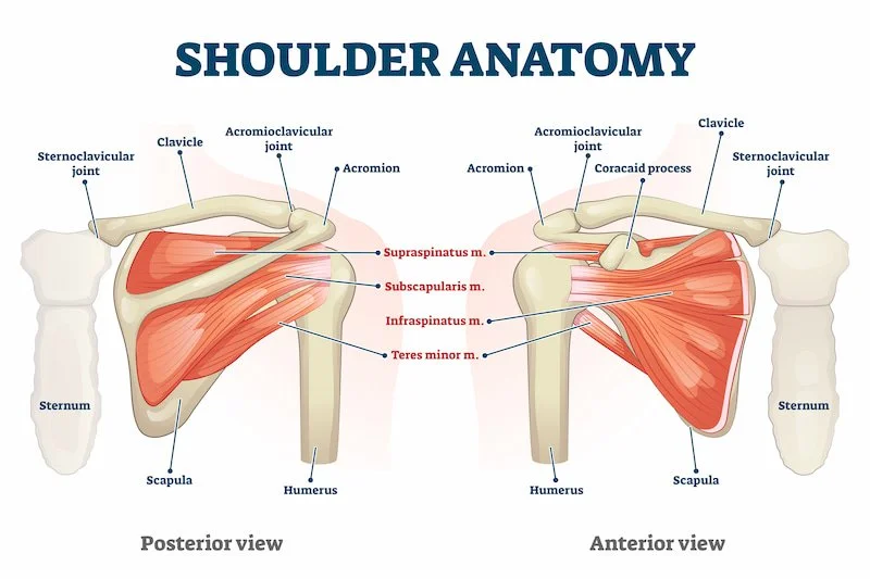 Shoulder anatomy