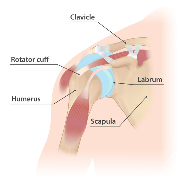 Shoulder injury anatomy infographic